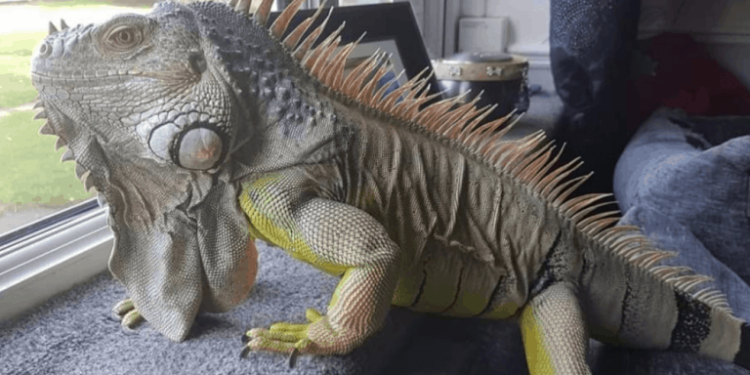 Qu'est-ce qui attire les lézards ?