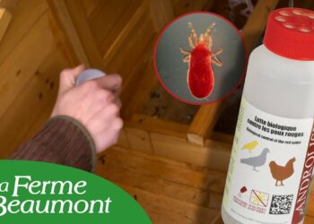 Qu'est-ce qui attire les poux rouges ?