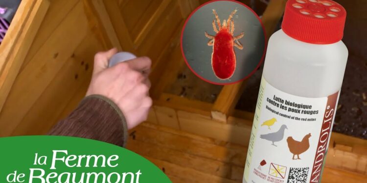 Qu'est-ce qui attire les poux rouges ?