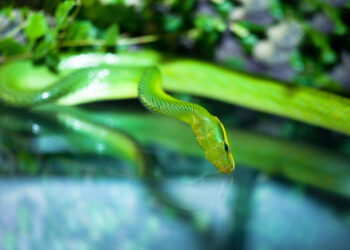 Qu'est-ce qui attire les serpents ?