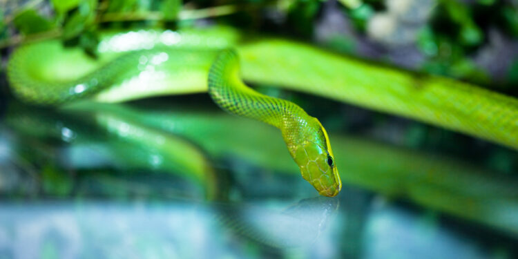 Qu'est-ce qui attire les serpents ?