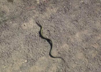 Qu'est-ce qui attire les serpents dans une maison ?