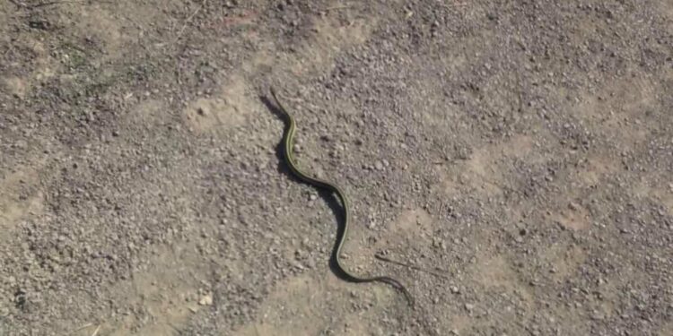 Qu'est-ce qui attire les serpents dans une maison ?