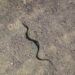 Qu'est-ce qui attire les serpents dans une maison ?