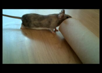 Qu'est-ce qui attire les souris dans une maison ?