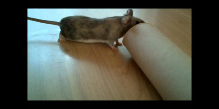 Qu'est-ce qui attire les souris dans une maison ?