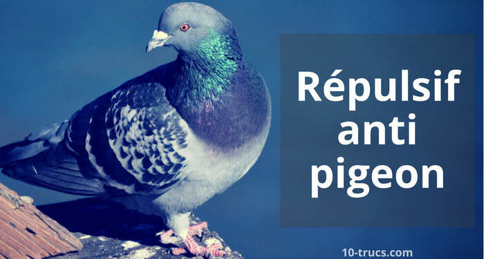 Qu'est-ce qui attire les tourterelles ?