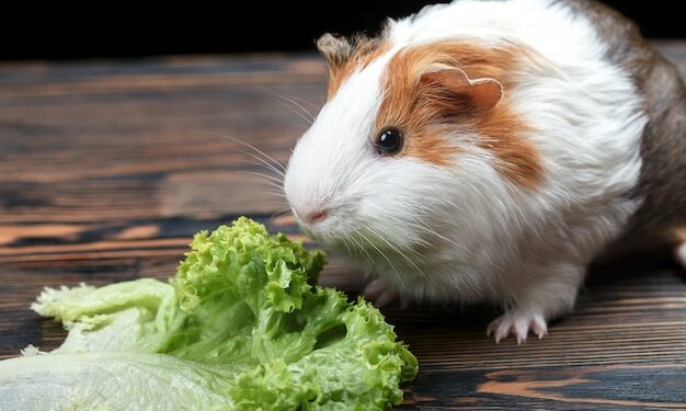 Qu'est-ce qui est mauvais pour les cochons d'Inde ?