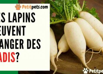 Qu'est-ce qui est toxique pour les lapins ?