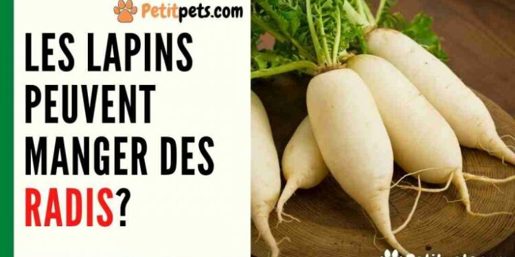 Qu'est-ce qui est toxique pour les lapins ?