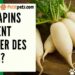 Qu'est-ce qui est toxique pour les lapins ?