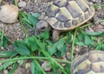 Qu'est-ce qui est toxique pour les tortues ?