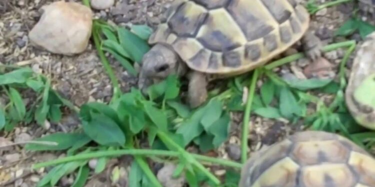 Qu'est-ce qui est toxique pour les tortues ?