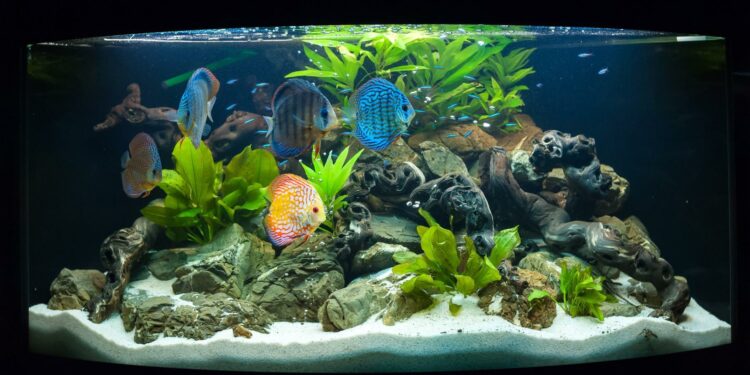 Qu'est-ce qui fait baisser le pH aquarium ?