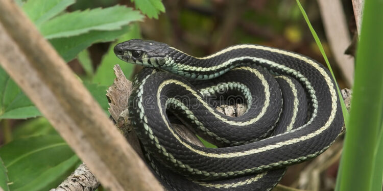 Qu'est-ce qui fait fuir les serpents ?