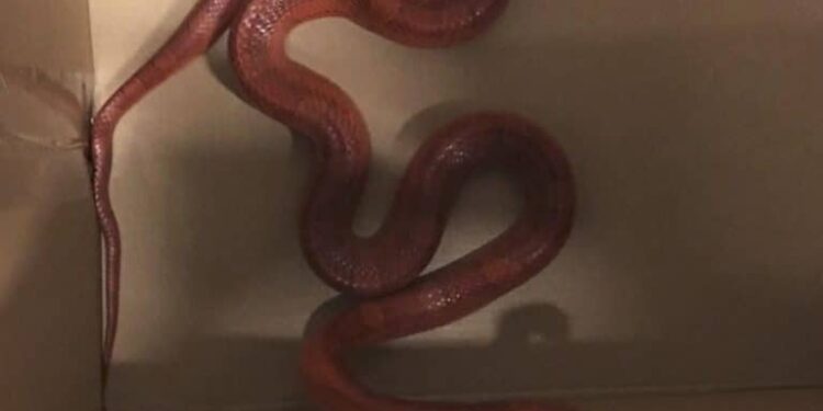 Qu'est-ce qui fait fuir les serpents ?