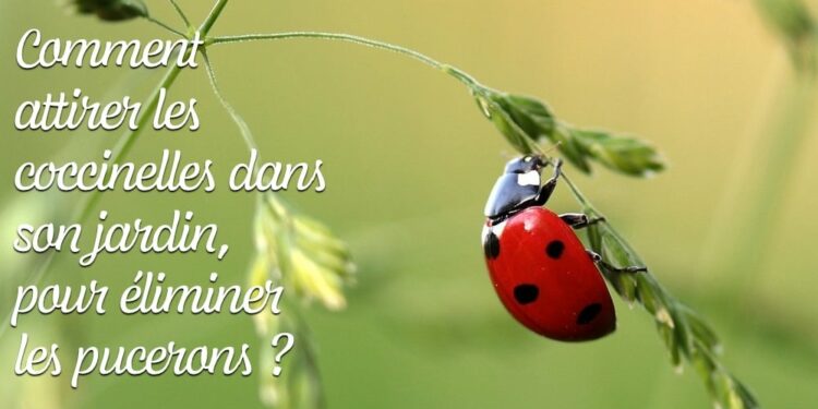 Qu'est-ce qui fait peur aux pies ?