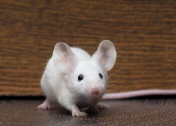 Qu'est-ce qui fait peur aux souris ?