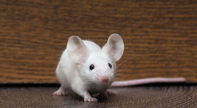 Qu'est-ce qui fait peur aux souris ?