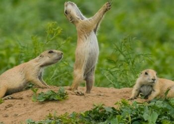 Qu'est-ce qui mange le chien ?