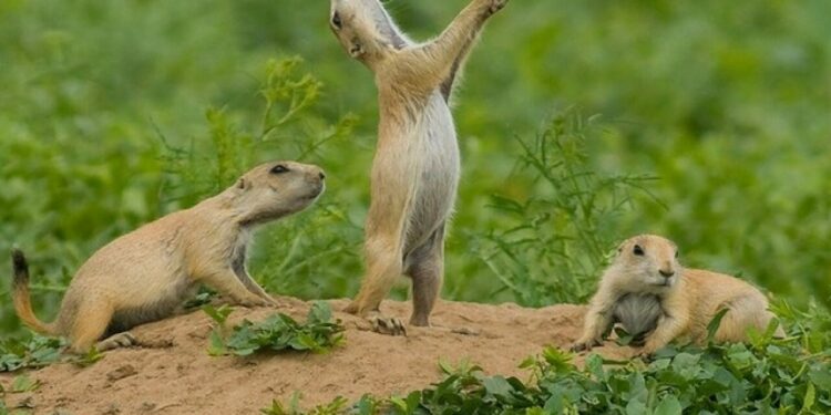 Qu'est-ce qui mange le chien ?