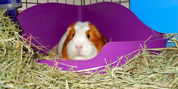 Qu'est-ce qui peut tuer un cochon d'Inde ?