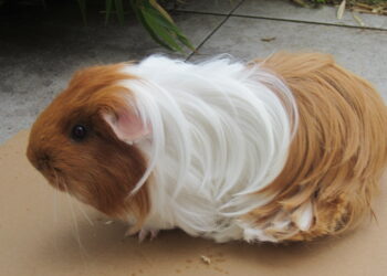 Qu'est-ce qui peut tuer un cochon d'Inde ?