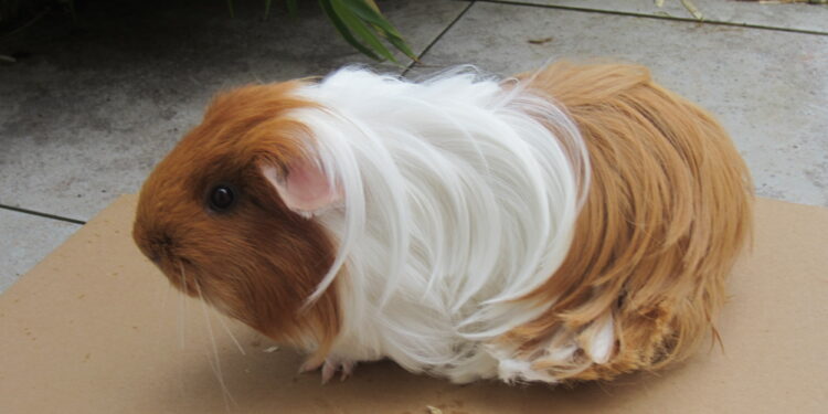 Qu'est-ce qui peut tuer un cochon d'Inde ?