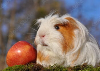 Qu'est-ce qui peut tuer un cochon d'Inde ?