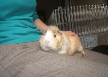 Qu'est-ce qui peut tuer un cochon d'Inde ?