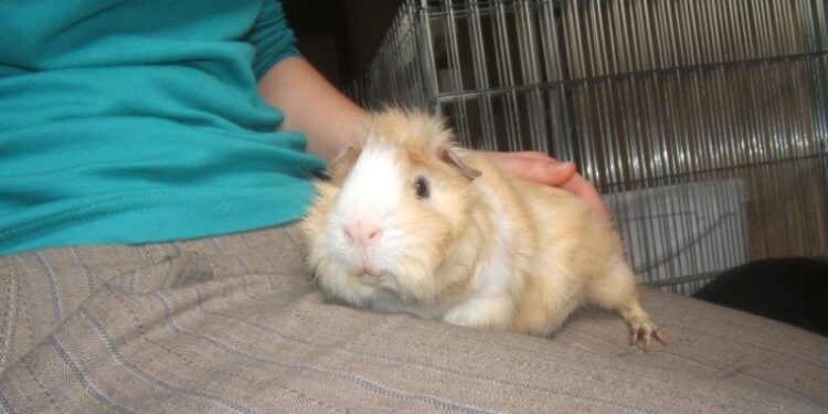 Qu'est-ce qui peut tuer un cochon d'Inde ?