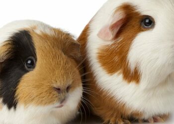 Qu'est-ce qui peut tuer un cochon d'Inde ?