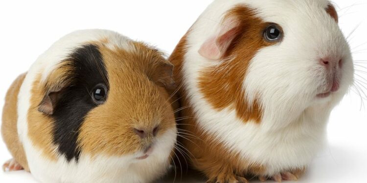 Qu'est-ce qui peut tuer un cochon d'Inde ?