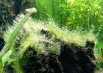 Qu'est-ce qui provoque des algues dans un aquarium ?