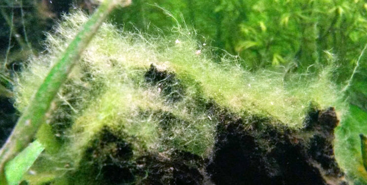 Qu'est-ce qui provoque des algues dans un aquarium ?
