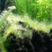Qu'est-ce qui provoque des algues dans un aquarium ?