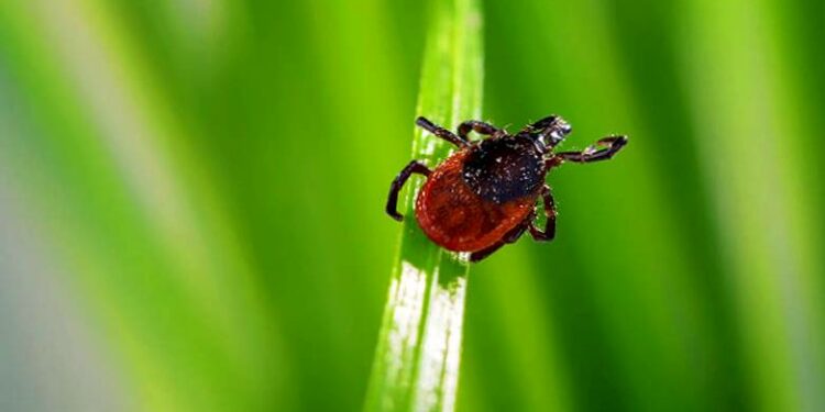 Qu'est-ce qui tue les tiques ?