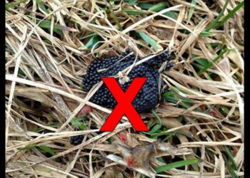 Qu'est-ce qui tue les tiques ?