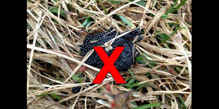 Qu'est-ce qui tue les tiques ?