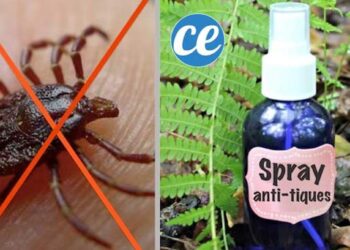 Qu'est-ce qui tue les tiques ?