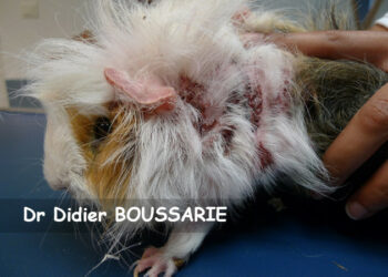 Qu'est-ce qui tue un cochon d'Inde ?