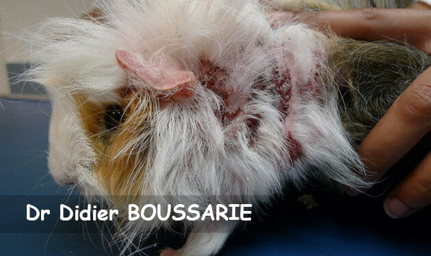 Qu'est-ce qui tue un cochon d'Inde ?