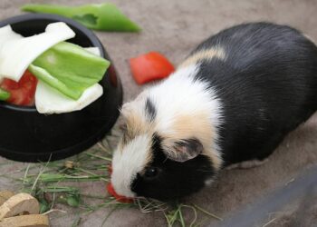 Qu'est-ce qui tue un cochon d'Inde ?