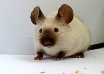 Qu'est-ce qu'il faut pour une souris ?