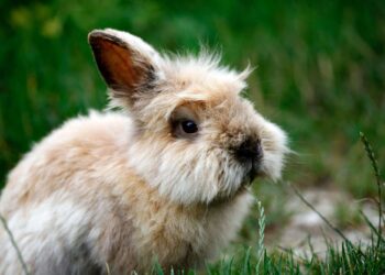 Qu'est ce qu'il faut savoir sur les lapins ?