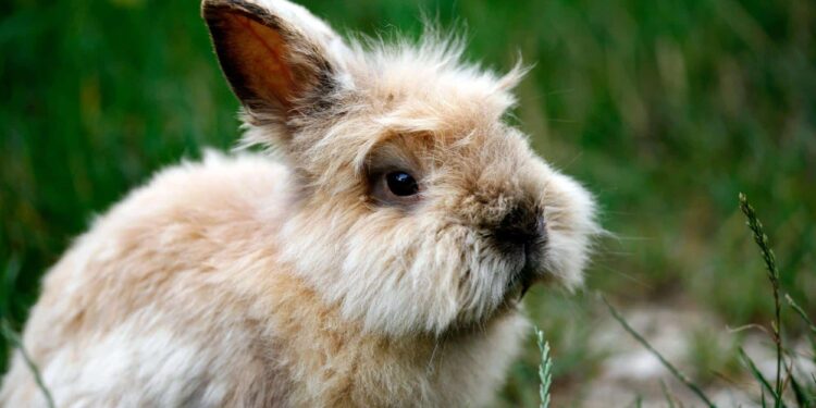 Qu'est ce qu'il faut savoir sur les lapins ?