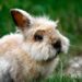 Qu'est ce qu'il faut savoir sur les lapins ?