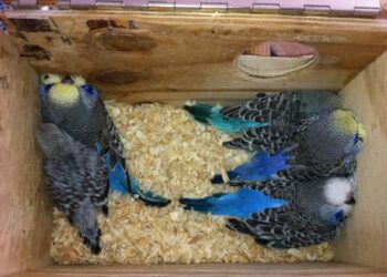 Qu'est-ce qu'on met dans un nid de perruche ?