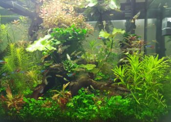 Qu'est-ce qu'un Aquariologiste ?