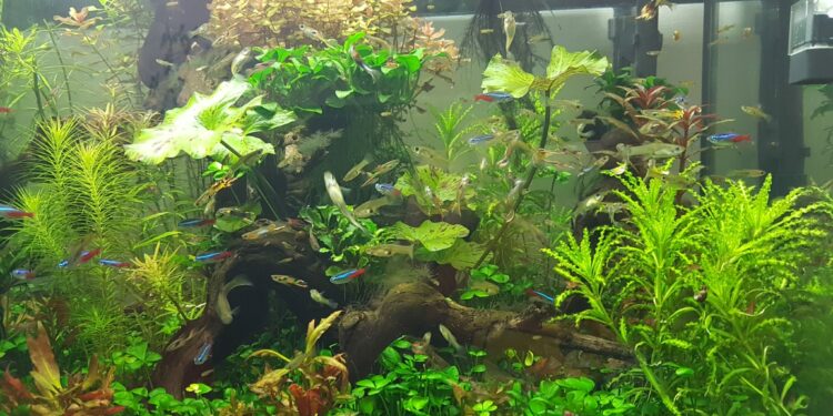 Qu'est-ce qu'un Aquariologiste ?